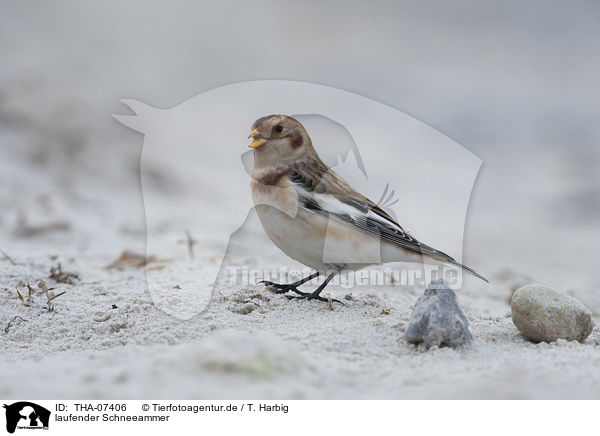 laufender Schneeammer / walking Snow Bunting / THA-07406