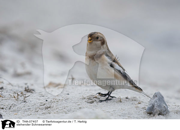 stehender Schneeammer / standing Snow Bunting / THA-07407