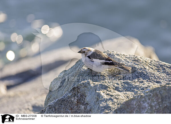 Schneeammer / snow bunting / MBS-27008