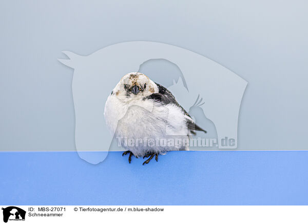 Schneeammer / snow bunting / MBS-27071