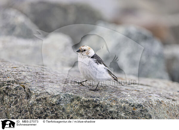 Schneeammer / snow bunting / MBS-27073
