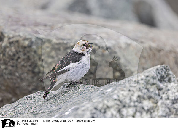 Schneeammer / snow bunting / MBS-27074
