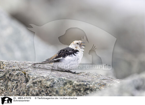 Schneeammer / snow bunting / MBS-27076