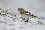 stehender Schneeammer