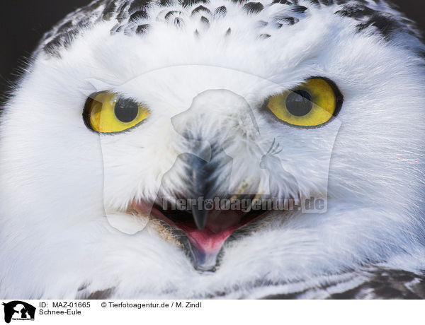 Schnee-Eule / snow owl / MAZ-01665