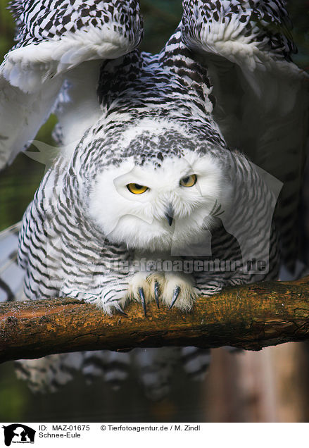 Schnee-Eule / snow owl / MAZ-01675