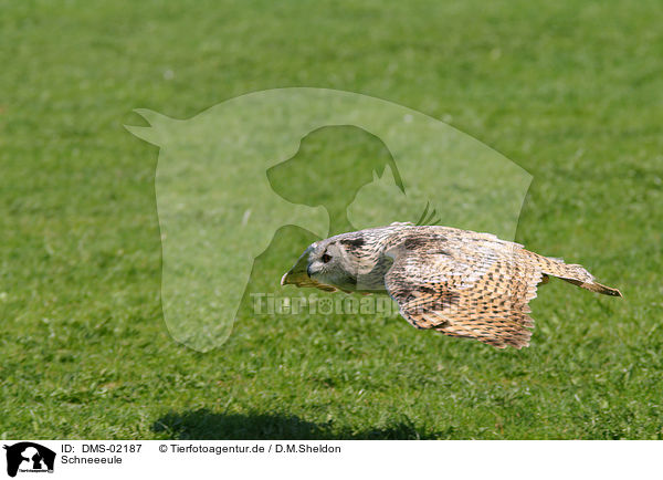 Schneeeule / DMS-02187