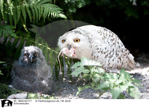 Schneeeulen / arctic owls / MAZ-02171