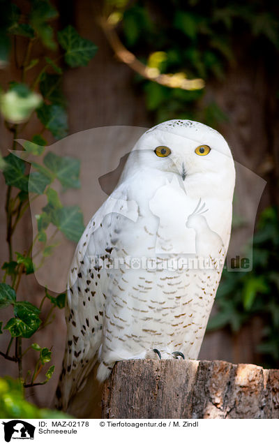 Schneeeule / arctic owl / MAZ-02178