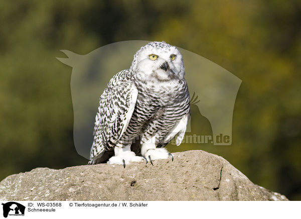 Schneeeule / snow owl / WS-03568
