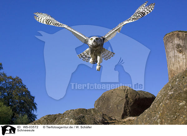 Schneeeule / snow owl / WS-03572