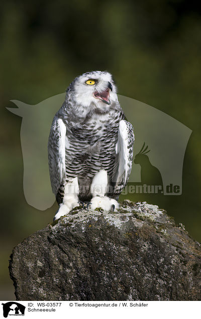 Schneeeule / snow owl / WS-03577