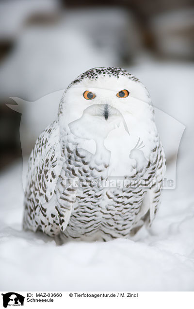 Schneeeule / MAZ-03660