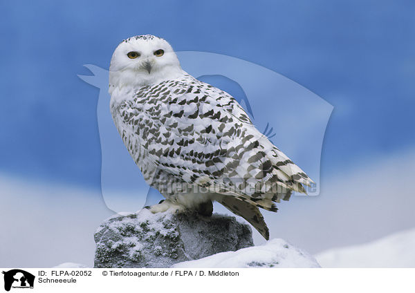 Schneeeule / snowy owl / FLPA-02052