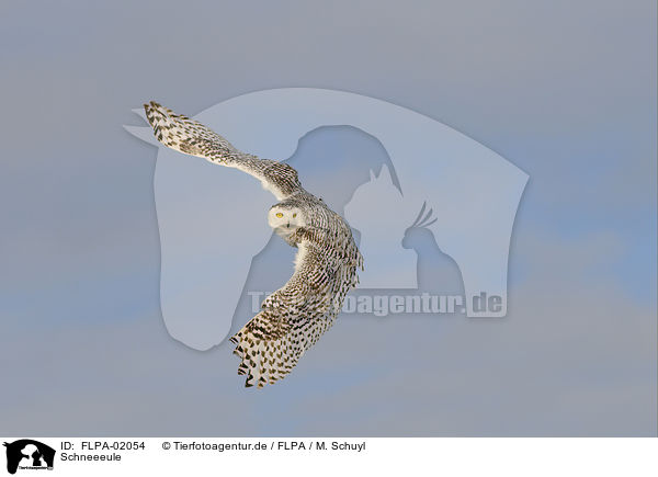 Schneeeule / FLPA-02054