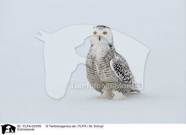 Schneeeule / FLPA-02056