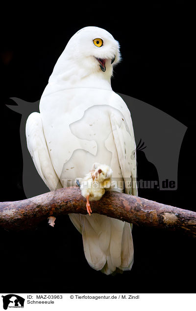 Schneeeule / MAZ-03963