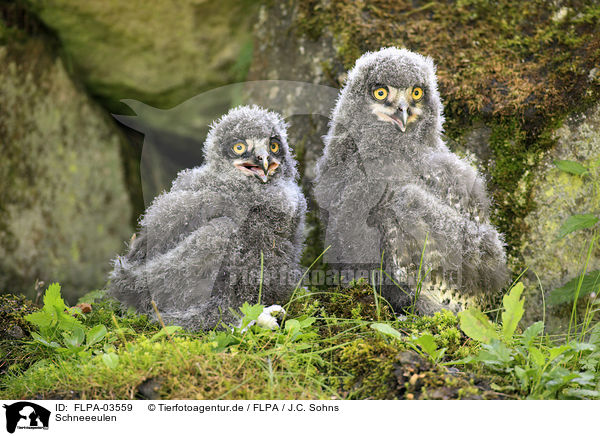 Schneeeulen / Arctic owls / FLPA-03559