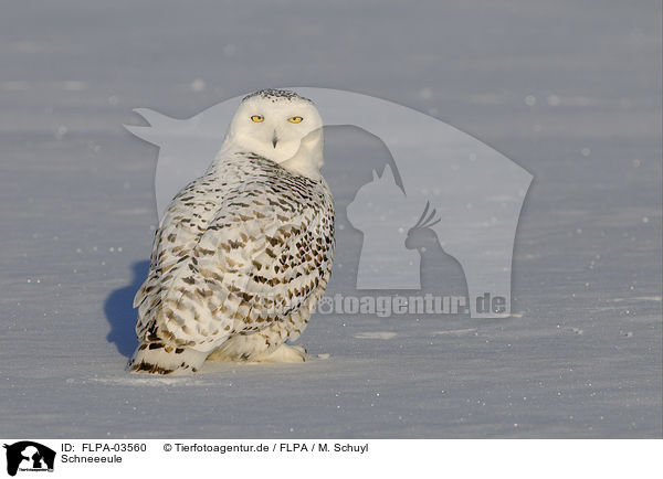 Schneeeule / Arctic owl / FLPA-03560