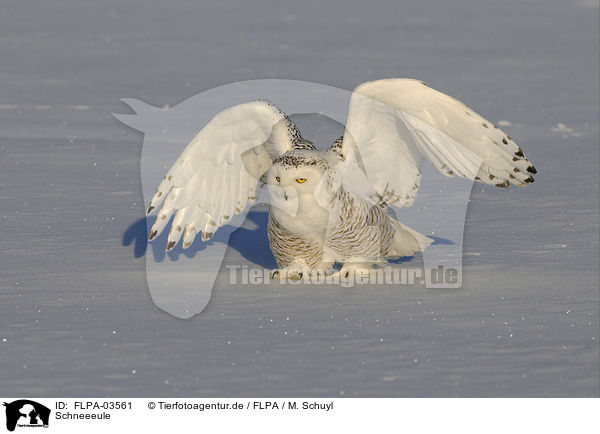 Schneeeule / Arctic owl / FLPA-03561