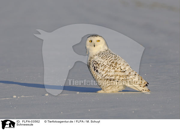 Schneeeule / Arctic owl / FLPA-03562