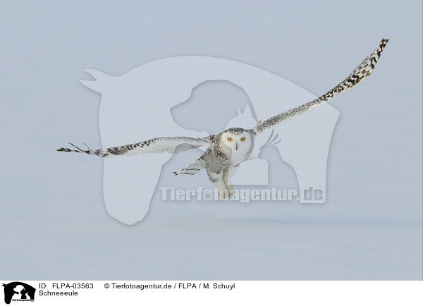 Schneeeule / Arctic owl / FLPA-03563