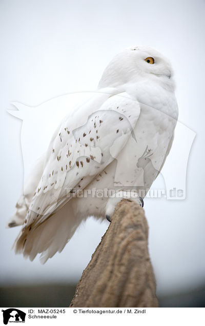 Schneeeule / Arctic owl / MAZ-05245