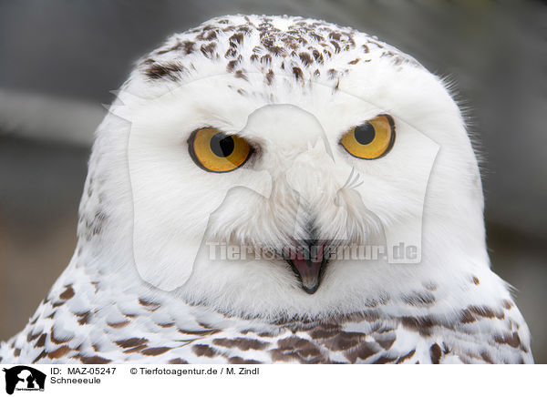 Schneeeule / Arctic owl / MAZ-05247