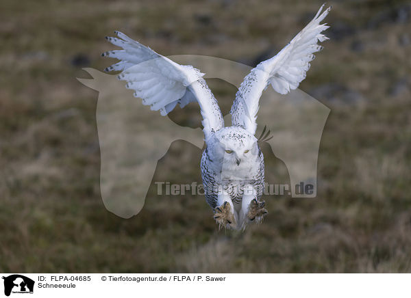 Schneeeule / FLPA-04685