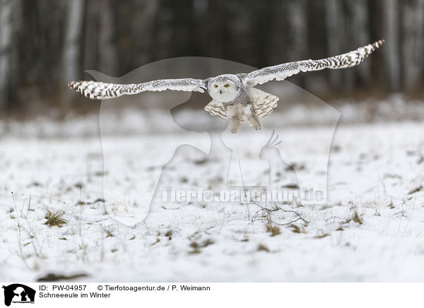 Schneeeule im Winter / Snowy owl in the winter / PW-04957