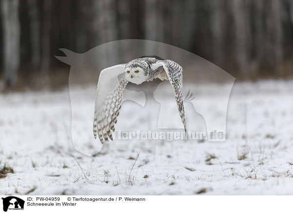 Schneeeule im Winter / Snowy owl in the winter / PW-04959