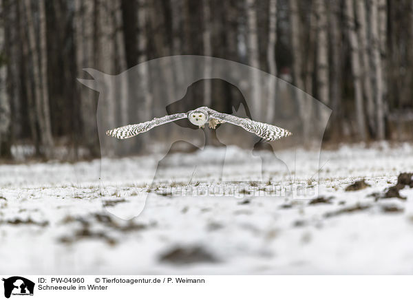 Schneeeule im Winter / Snowy owl in the winter / PW-04960