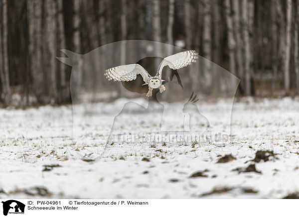 Schneeeule im Winter / Snowy owl in the winter / PW-04961