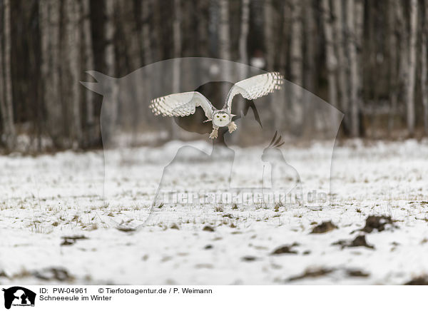 Schneeeule im Winter / PW-04961