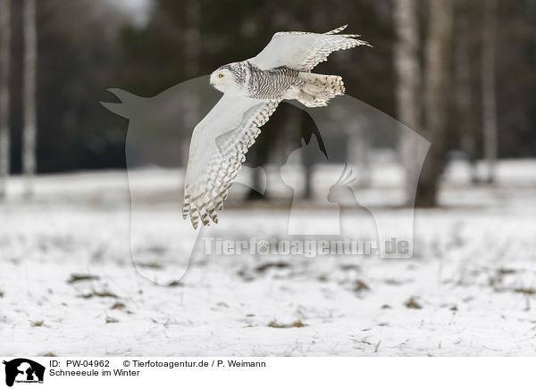 Schneeeule im Winter / PW-04962