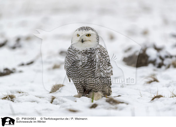 Schneeeule im Winter / PW-04963