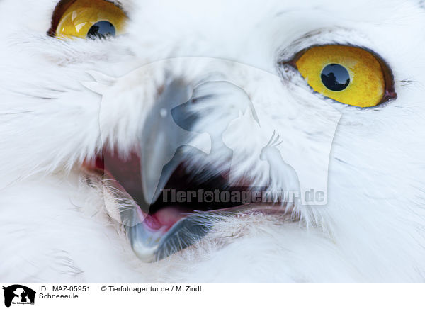 Schneeeule / Arctic Owl / MAZ-05951