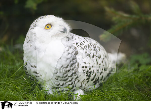 Schneeeule / snowy owl / DMS-13436