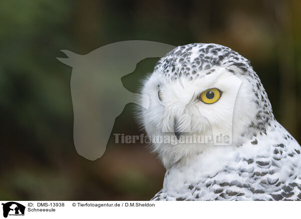 Schneeeule / Arctic Owl / DMS-13938
