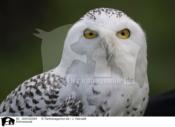 Schneeeule / snowy owl / JOH-02094