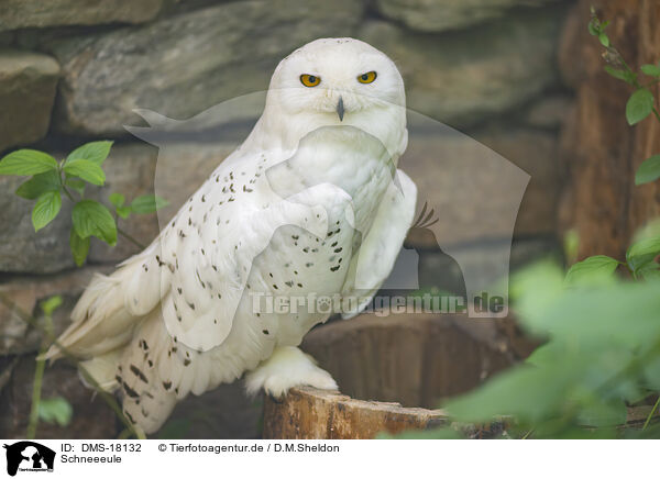 Schneeeule / Snowy owl / DMS-18132