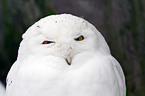 Schneeeule