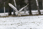 Schneeeule im Winter