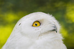 Schneeeule