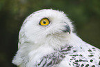 Schneeeule