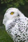 Schneeeule
