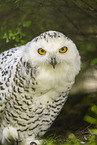 Schneeeule