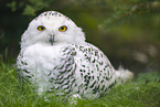 Schneeeule