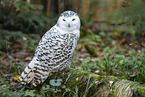 Schneeeule
