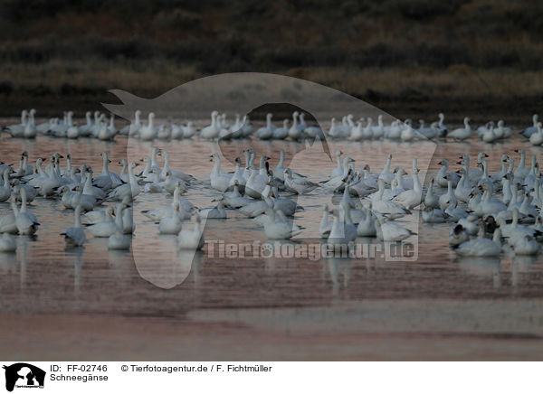 Schneegnse / FF-02746